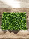[GREEN-47] Plaque verdure 40x60 cm.webp