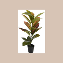 plantes-en-pot