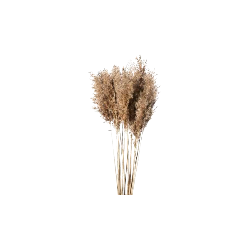 fleurs-sechees