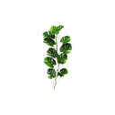 plantes-en-pot