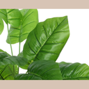 plantes-en-pot