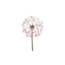 fleurs