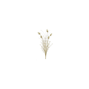 fleurs-sechees