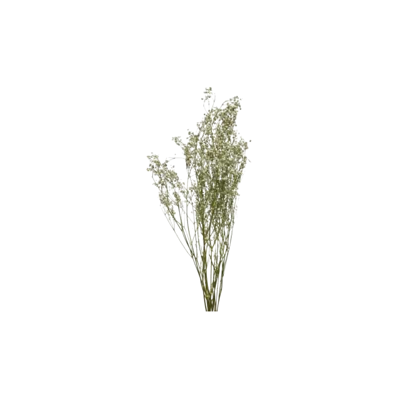 fleurs-sechees