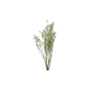 fleurs-sechees
