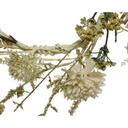 tiges-3