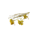 tiges