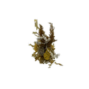 fleurs-sechees-3