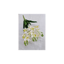 bouquet-d-orchidée-blanches
