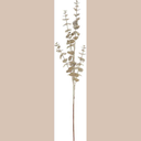 tiges