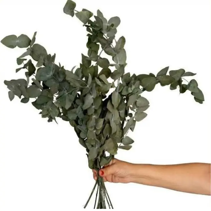 Eucalyptus sur tige naturel