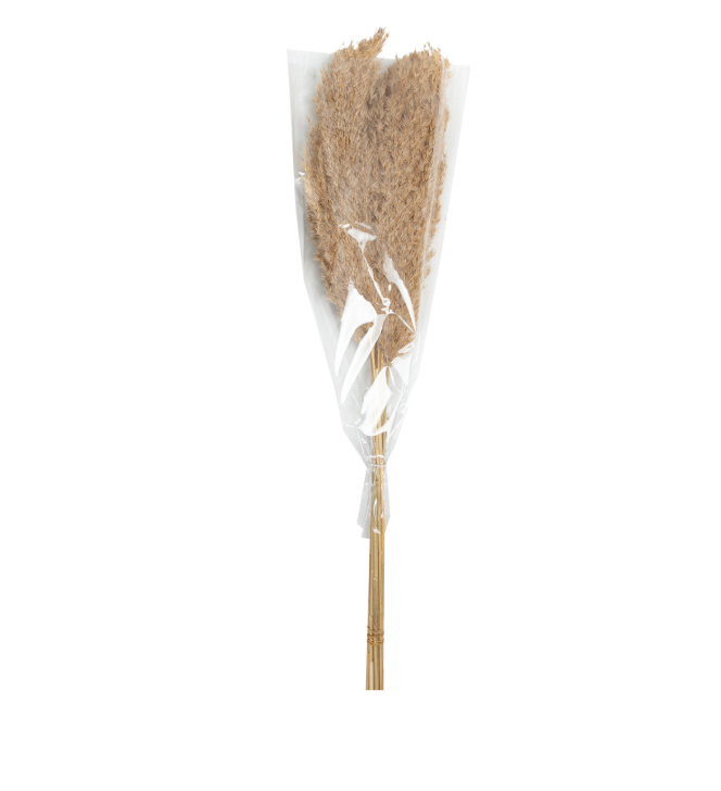 Pampas naturel couleur beige