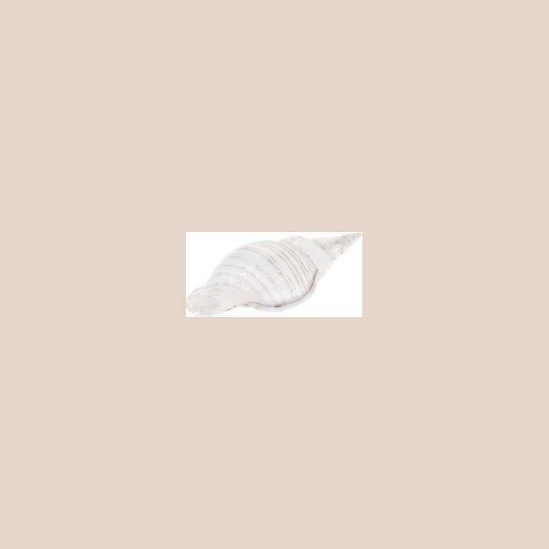 Coquille