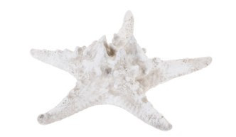 Etoile de mer 