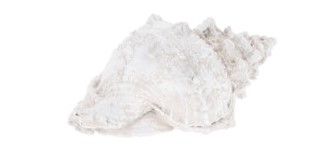 Coquille de mer