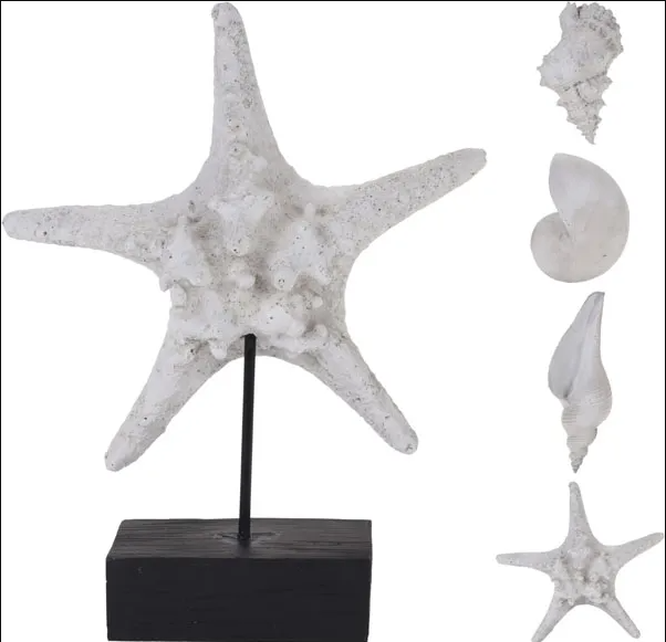 Coquillage étoile de mer - 20x6.5