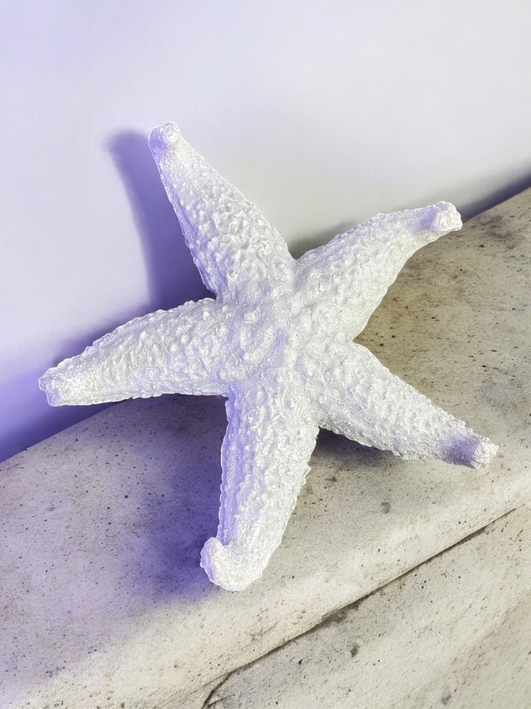 Animal de mer blanc - étoile