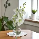 Phalenopsis 82cms vert