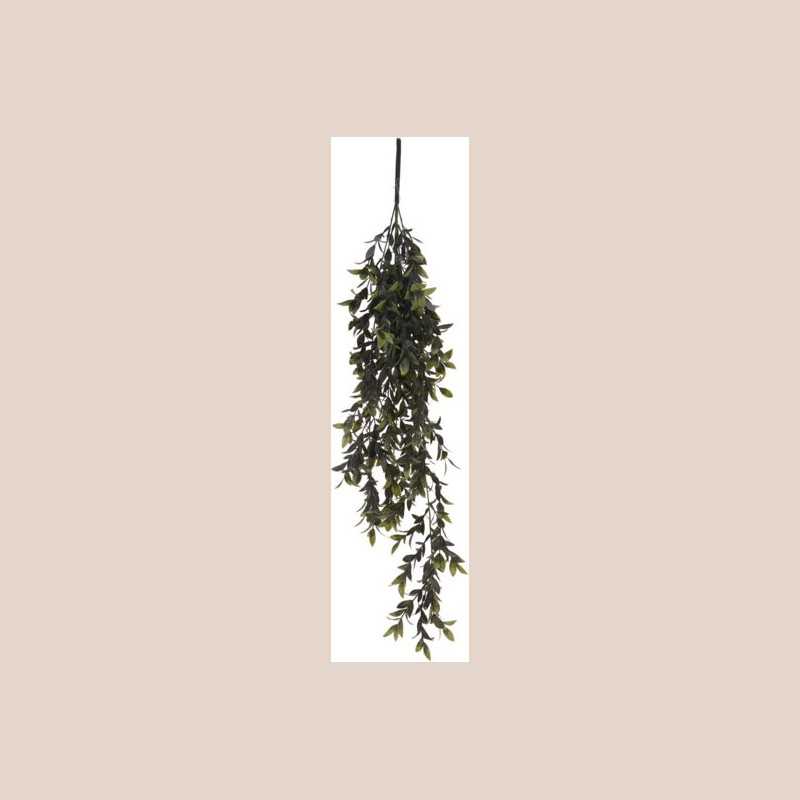 Plante pendantes 2