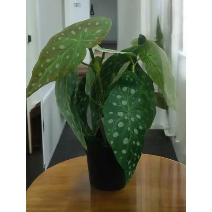 Plante dans pot plastique vert a poid