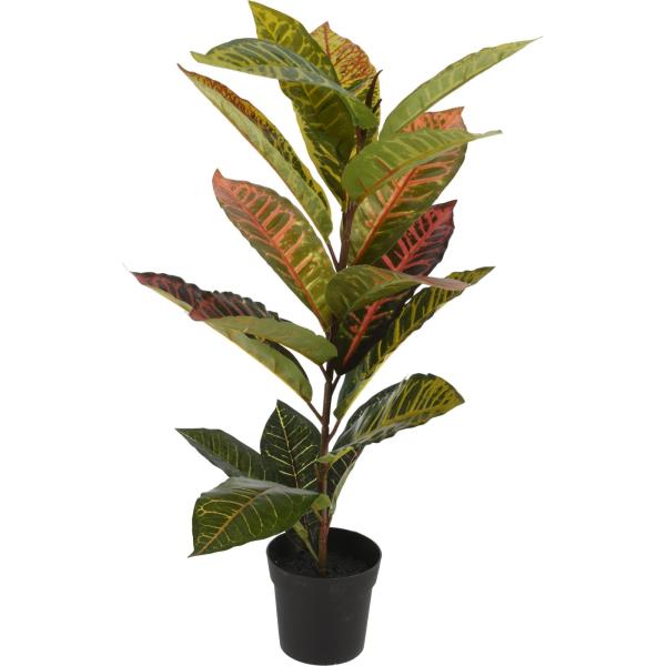 Plant calathea in pp pot 65cm