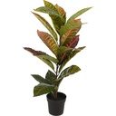 Plant calathea in pp pot 65cm