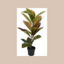 Plant calathea in pp pot 65cm
