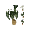 Plante  alocasia en panier 51cm