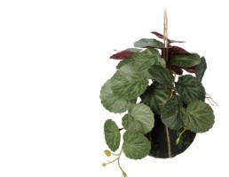 Hanglants dans pot 30cm modèle d