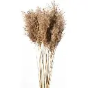 Cannuccia naturel en paquet de 20