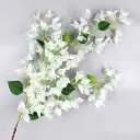 Bouganvillea 120 cms crema