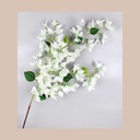 Bouganvillea 120 cms crema