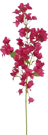 Bouganvillea 120 cms fucsia