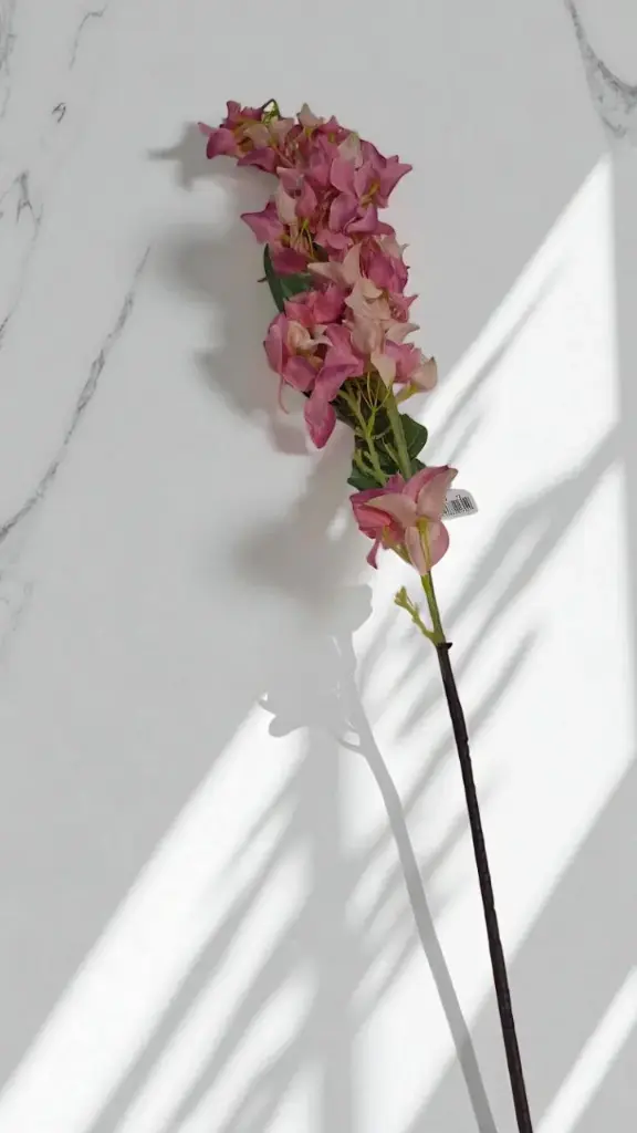 Bouganvillea 120 cms rosa