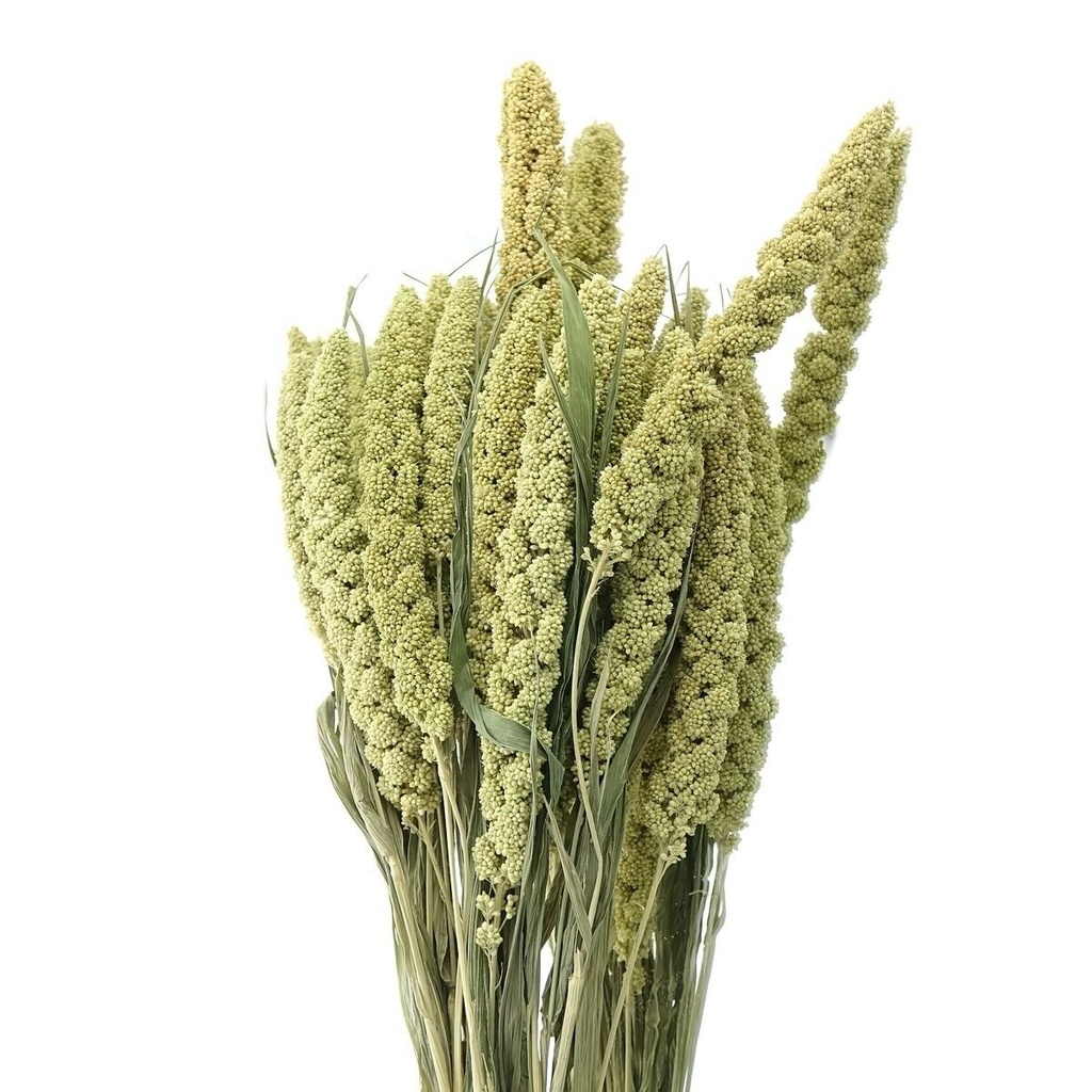 Bouquet setaria sur tige fleur séchée