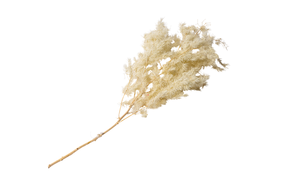 Branche de minis plumeaux naturels env 50cm