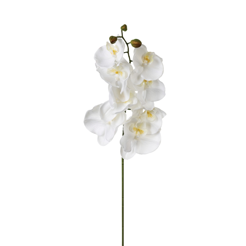 Tige orchidee h108