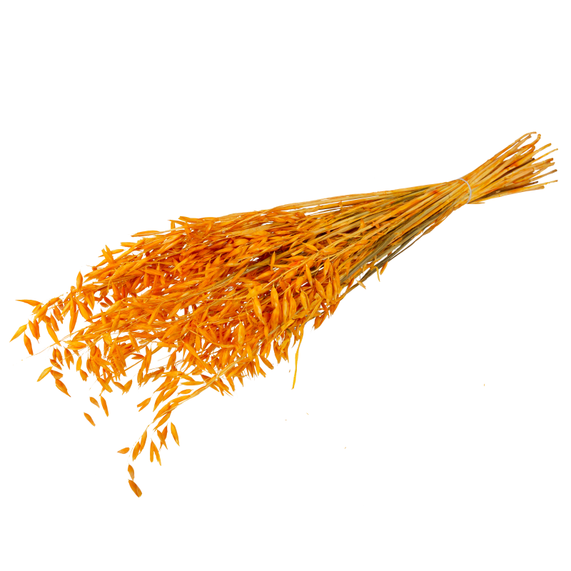 Bouquet d'avoine sechee moutarde en v 70cm - 50pcs