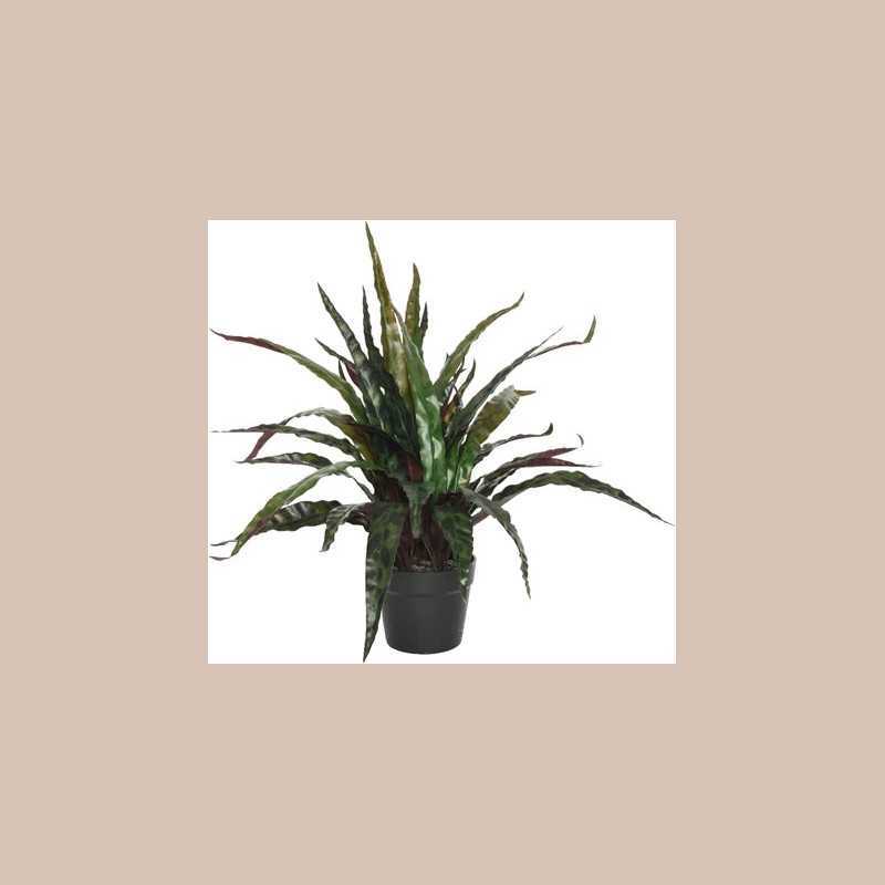 Pot de calathee plastique