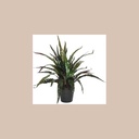 Pot de calathee plastique