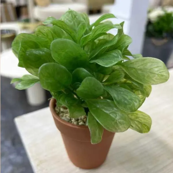 Plante plastique epinards