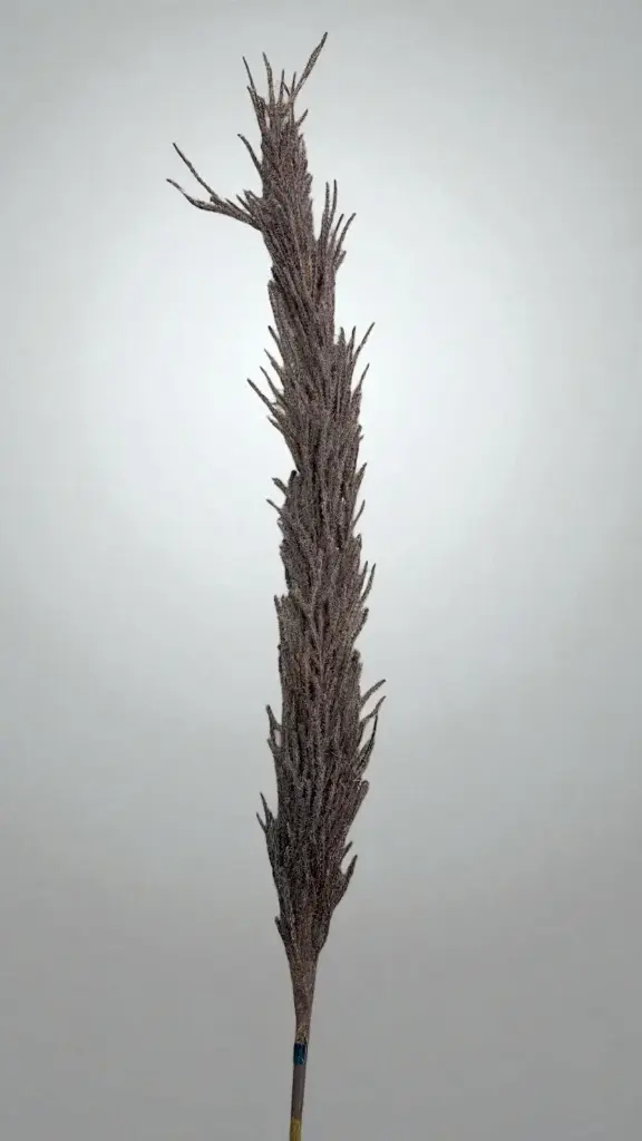Herbe de la pampa sur tige plastique clr marron