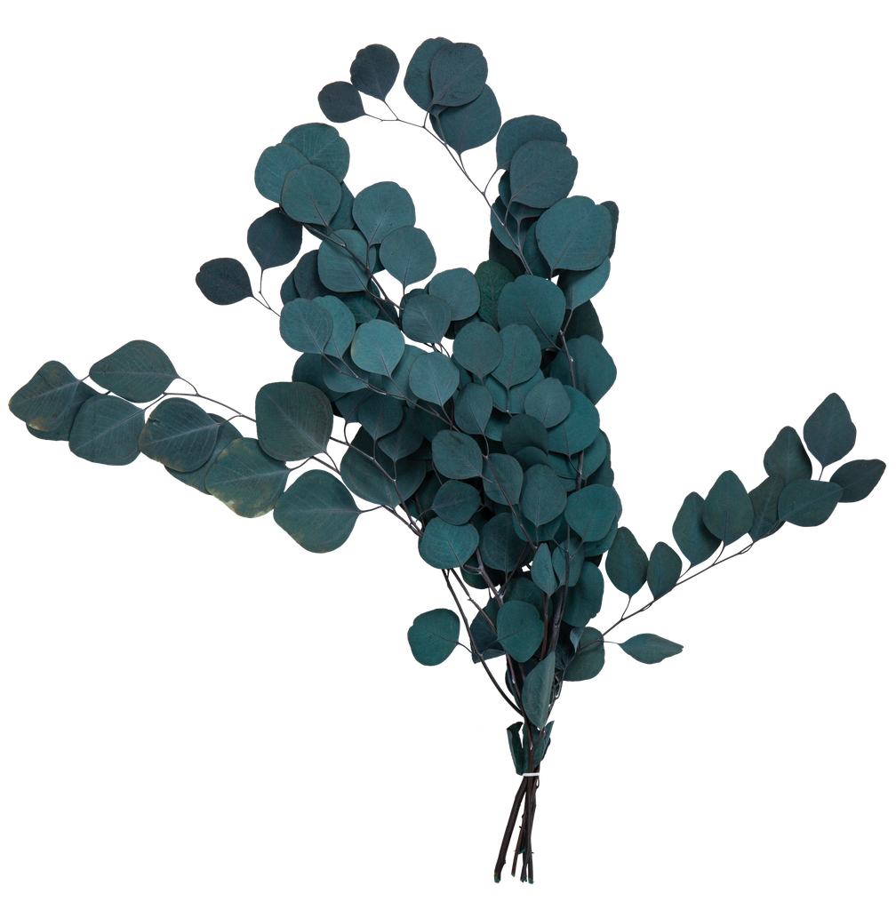 Bouquet d'eucalyptus vert fonce st abilise env 50 a 75cm 100g