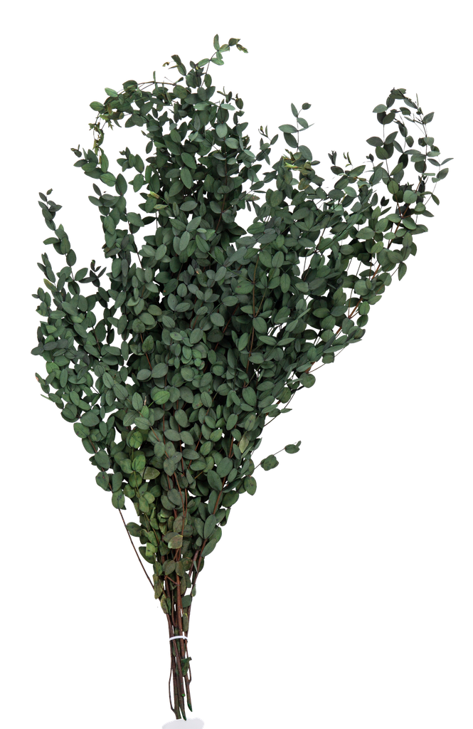 Bouquet de buis vert fonce stabilis e env 75 a 85cm 100g