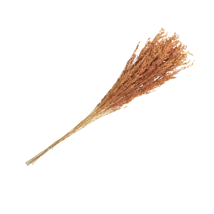 Bouquet de broom seche terracotta e nv 75 a 85cm 50g