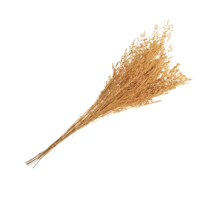 Bouquet de broom seche safran env 7 5 a 85cm 50g