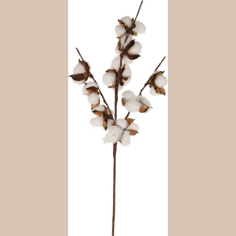 Tige cotton 9 pick 54cm