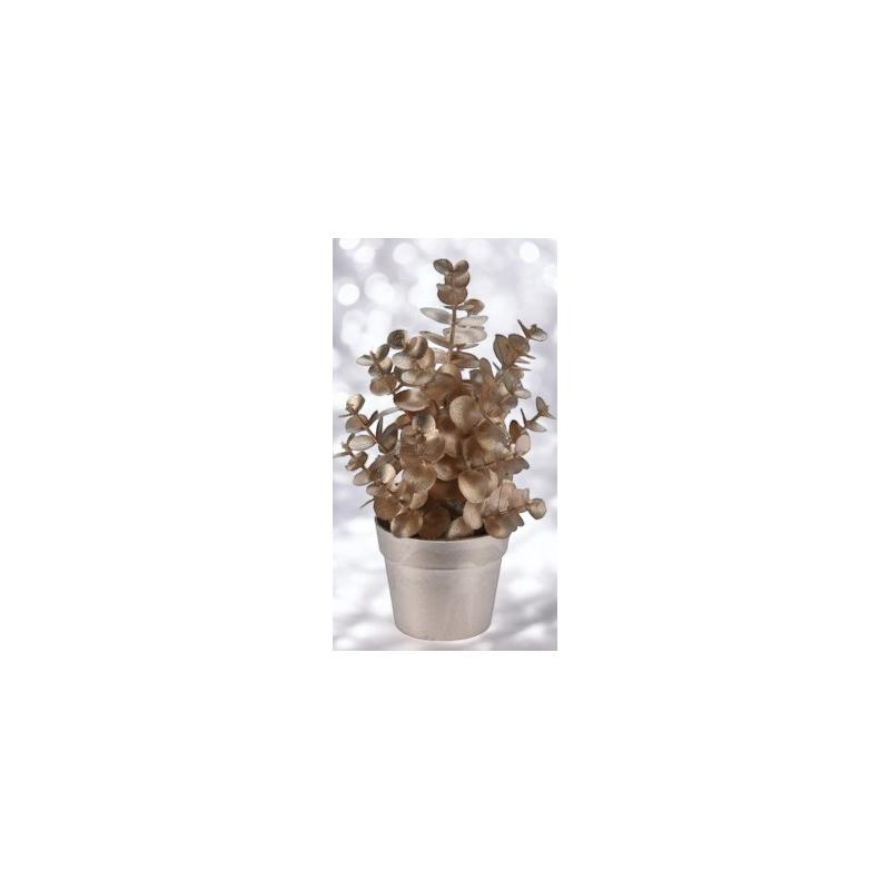 Plante en pot champagne 22 cm - modèle eucalyptus