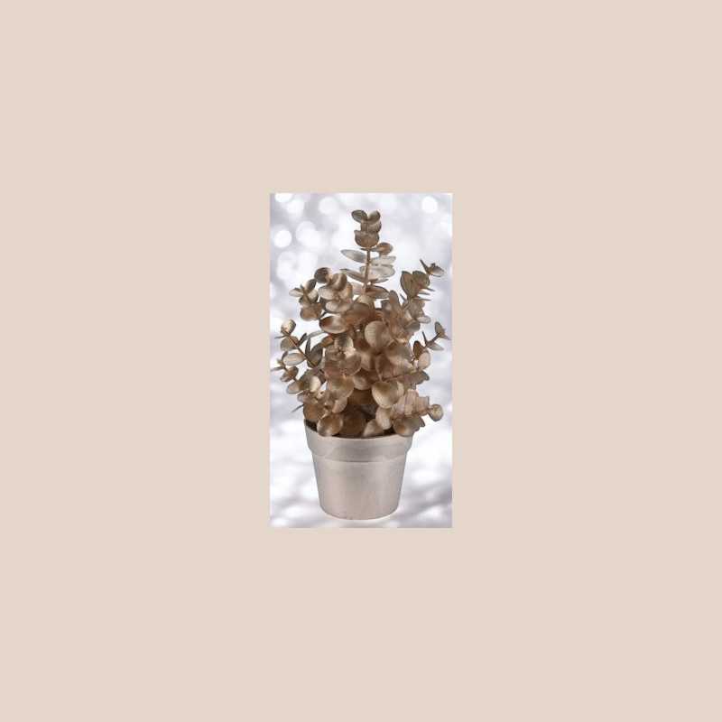 Plante en pot champagne 22 cm - modèle eucalyptus