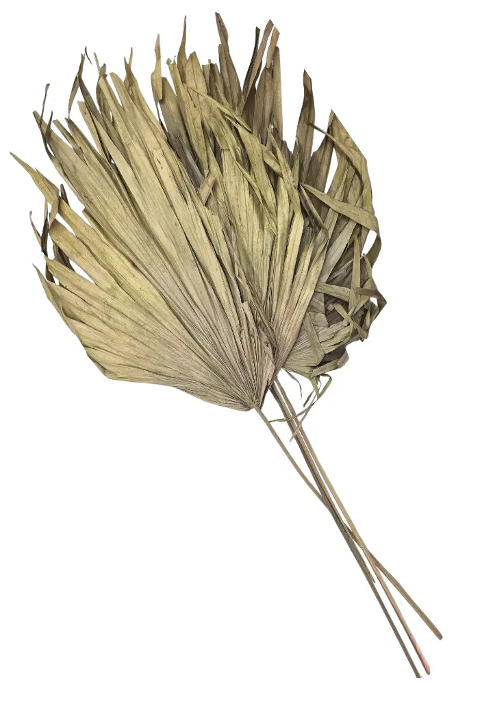 Feuilles palmes séchées naturel x 4